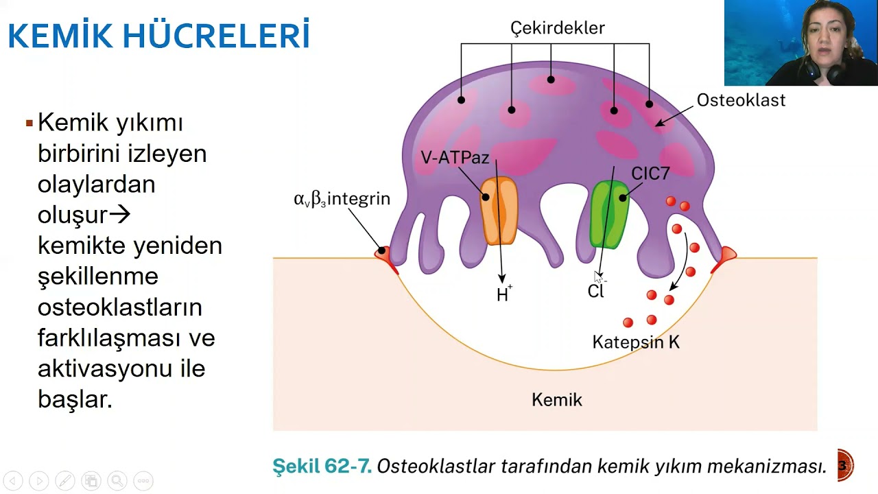 kalsiyum metabolizması ve kemik fizyolojisi