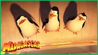DreamWorks Madagascar em Português | Trecho Exclusivo | Os Pinguins de Madagascar