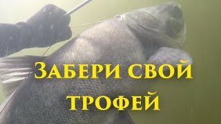 Видео КАК СТРЕЛЬНУТЬ ТРОФЕЙ ИЗ СТАИ? Добываем желанный трофей из стаи карася. Подводная охота на Волге. (автор: Дмитрий Наумов)