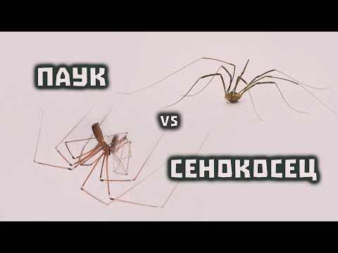 Видео: Вредны ли длинноногие пауки?