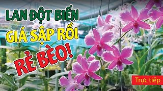 Lan ĐỘT BIẾN Không Còn Quá Cao Xa Nữa, Giá Sập Rồi, Rẻ Bèo | #MêLanTV