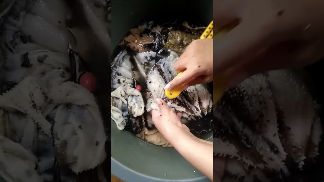 Mencuci Perut Lembu Youtube Mencuci Perut Lembu Youtube