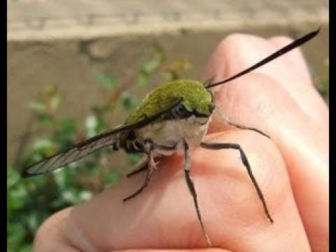 可愛い 蛾画像 蛾が可愛いとネットで話題に Youtube