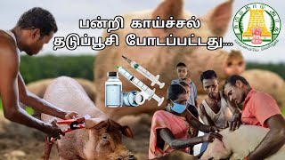 KPK PIG FARM CLASSICAL SWINE FLUE VACCINE VACCINATED #csf #swineflue #kpkpigfarm