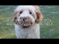 How to calm your excitable Cockapoo - With Sidney the Cockapoo How to calm your excitable Cockapoo - With Sidney the Cockapoo