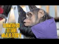 ЗАВЕЛИСЬ МЫШИ!! Шимпанзе готовит мышеловку, а цирк как жизнь в деревне | Обезьяна убегает под музыку