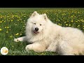 12 hours of relaxing music for anxious dogs  the best antianxiety music for dogs