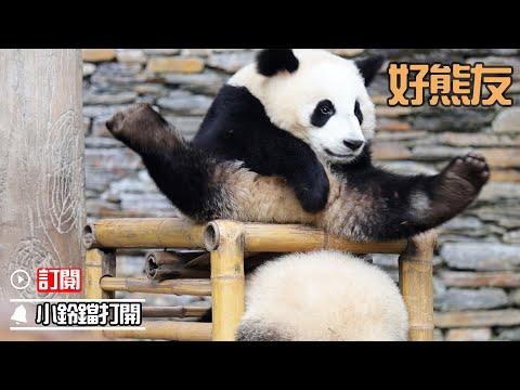 《熊貓早晚安》確認過眼神，是“上下鋪”的好熊友 | iPanda熊貓頻道
