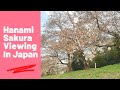 Food Stands at Hanami Sakura Viewing #shorts