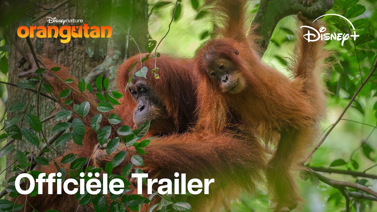 Disneynature’s Orangutan | Officiële Trailer | Disney+ - YouTube