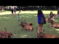 The Deers of Nara, Japan