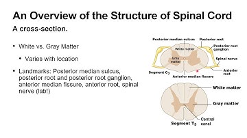 A&P 1   Chapter 12 Lecture Video   Dr  Snyder