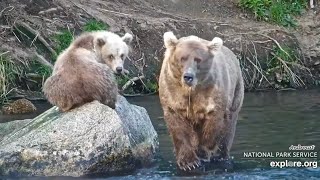 Katmai Bears 8-10-26.  Bear #901 & her Spring Cub Visit the Falls; + Close Views.