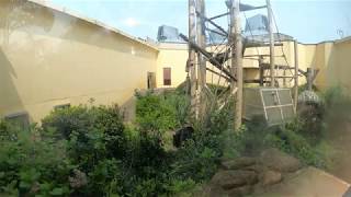 【京都市動物園 チンパンジー】チンパンジーの朝は忙しい（10倍速動画）