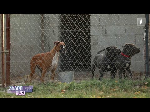 #ახალიდღე შინაური ცხოველების აკრძალული ორთაბრძოლები - რუბრიკა „აკის პარკი“
