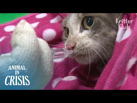 Pregnant Cat Couldn&rsquo;t Give Up Her Kittens Even When Stranded On The Roof | Animal in Crisis EP89