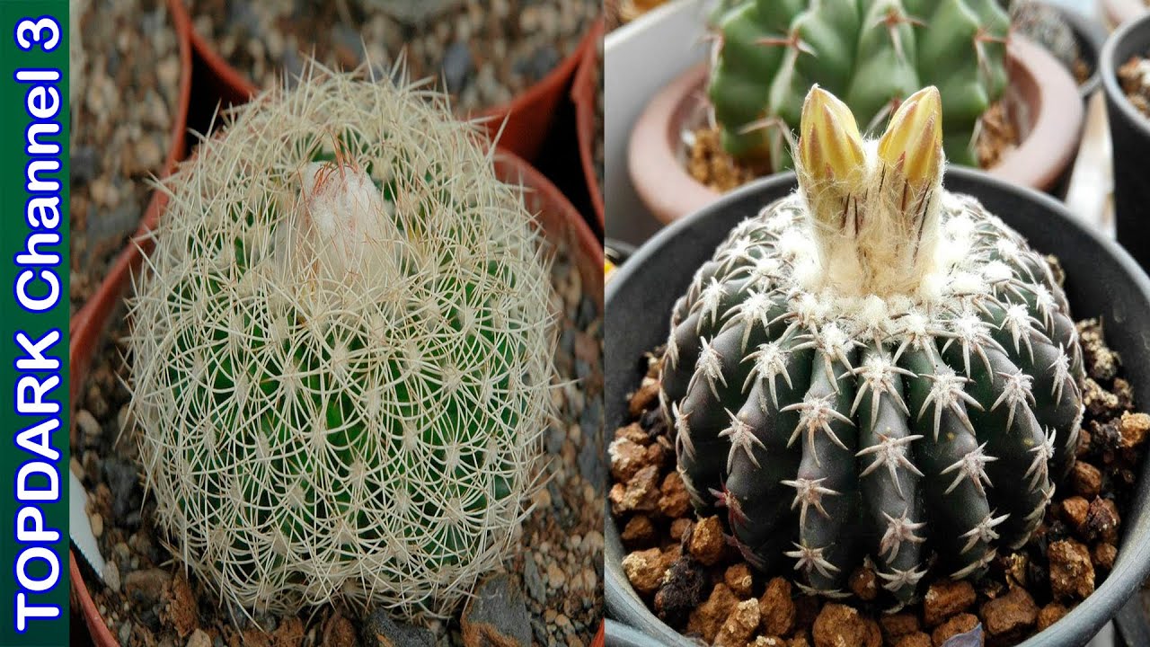 10 Lindas Variedades de Discocactus