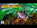 Amazon Rainforest! Rain &amp; Thunder Sounds 🌧️ Amazon Jungle Rain Forest Sound for Sleeping &amp; Studying