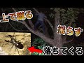 木に登ったらクワガタがたくさん採れた！[クワガタ採集2020年7月中旬中旬①]