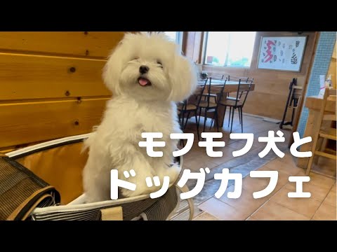 モフモフ犬とドッグカフェ行ってきた マルチーズ Youtube
