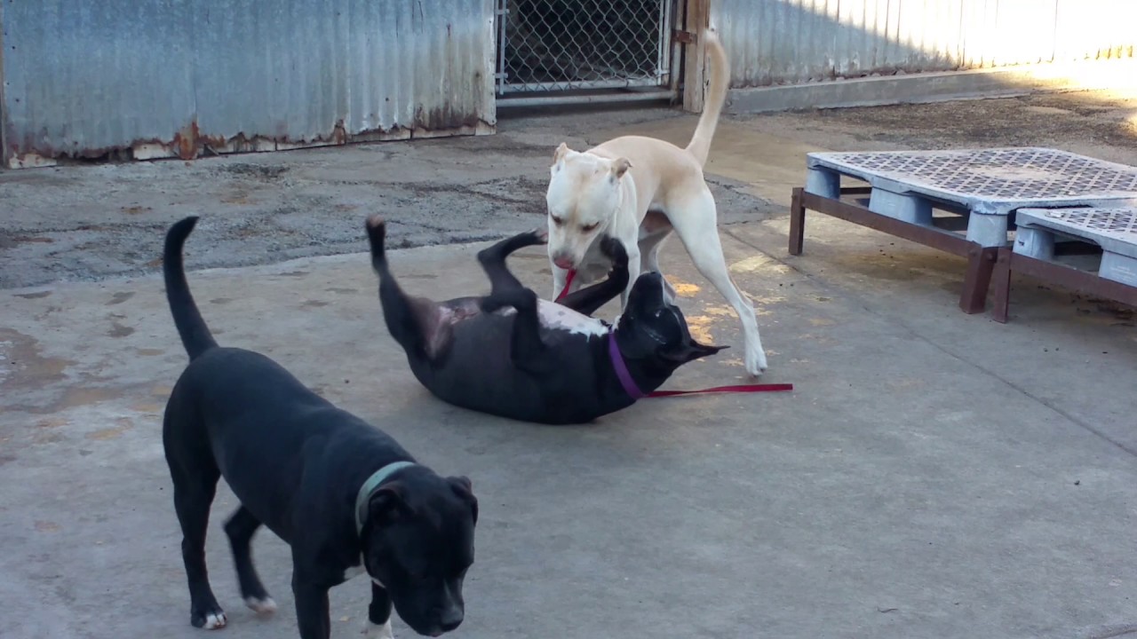 Zeus Are You an Alpha to Your Dog? YouTube