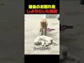 友達猫が死んだと思ってお別れしようとしたら #猫 #猫動画 #猫の反応 #面白い猫 #爆笑 #癒し動画