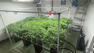 Merry Christmas Time…….Lets grow baby!!