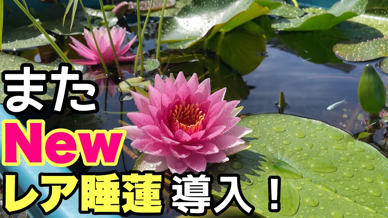 Water Lily Farm] Introducing new rare and expensive water lilies