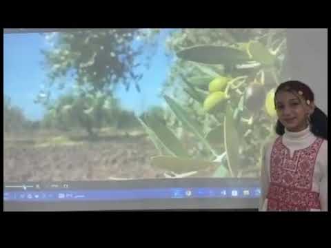 أنا شجرة الزيتون