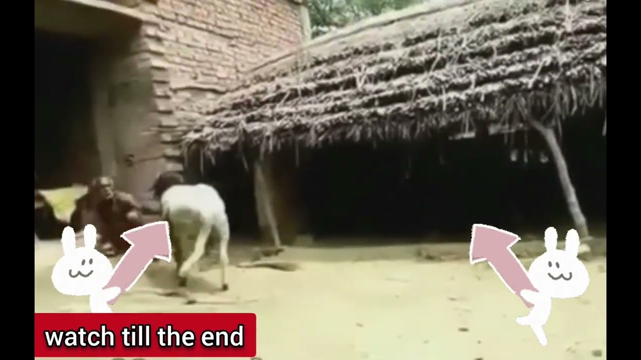 NSP-6969 | 6IX9INE (Official Combat Fighting Video)