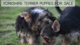 Yorkshire Terrier Puppies For Sale | Yorkshire terrier dogs | More Details On My Description.#dog by STARZ KENNEL 217 views 5 months ago 1 minute, 5 seconds