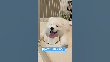 暑がりサモエド犬　#サモエド子犬