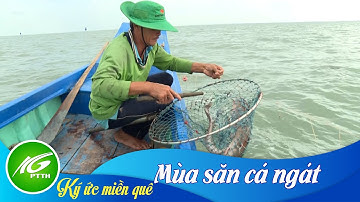 Ký ức miền quê | Mùa săn cá ngát | THKG