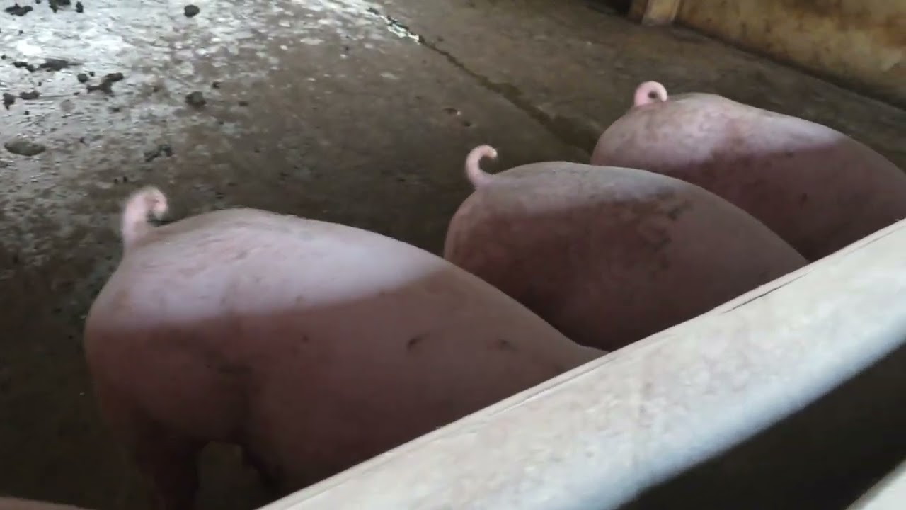 Vào Trại Kiểm Tra Lợn - Ăn Tốt - Lớn Nhanh - Khỏe Mạnh