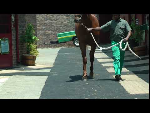 Lot 77 - AD ALTISIMA walking front view