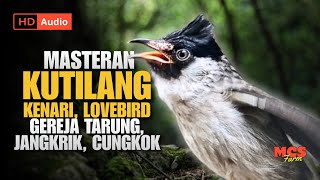 Download lagu Masteran Kutilang Gacor Isian Mewah Kombinasi Kenari, Lovebird, Gereja Tarung, Jangkrik, Cungkok  🔥