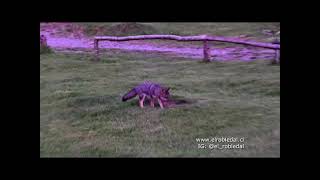 Jimmy el zorro Chilla comiendo escarabajos en Punucapa