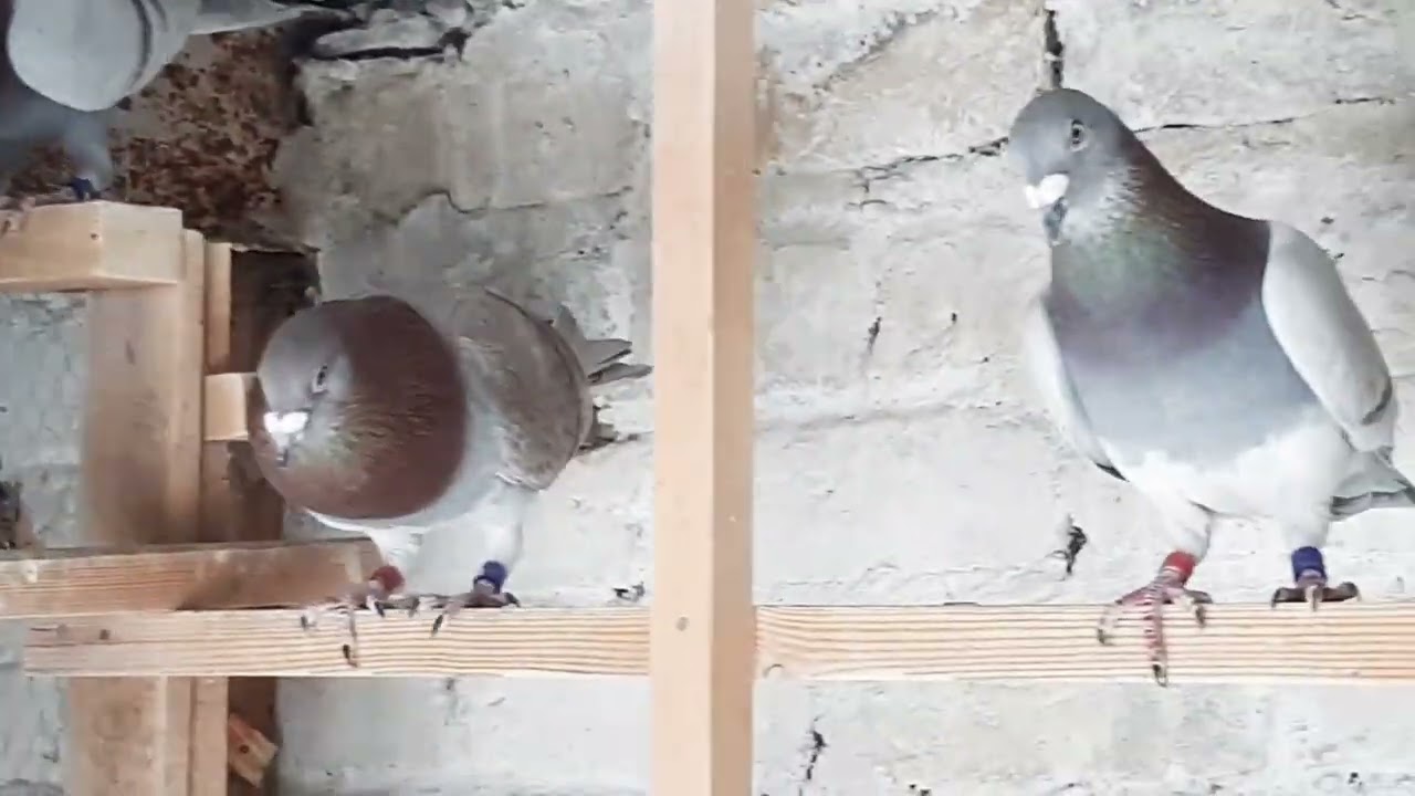 kd loft Racer pigeons Quetta