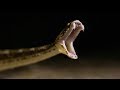 Snake bites compared in Slow Mo: Spectacled Cobra vs Saw Scaled Viper | BBC Earth