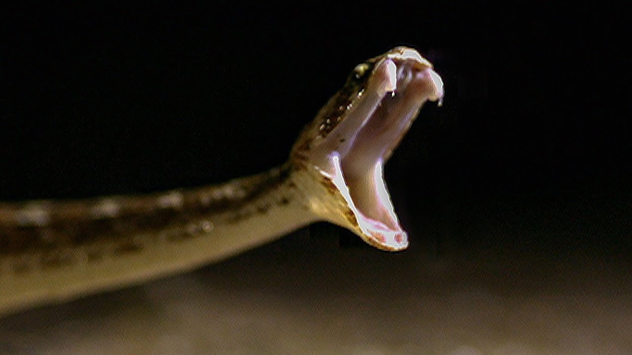 Snake bites compared in Slow Mo: Spectacled Cobra vs Saw Scaled Viper | BBC Earth