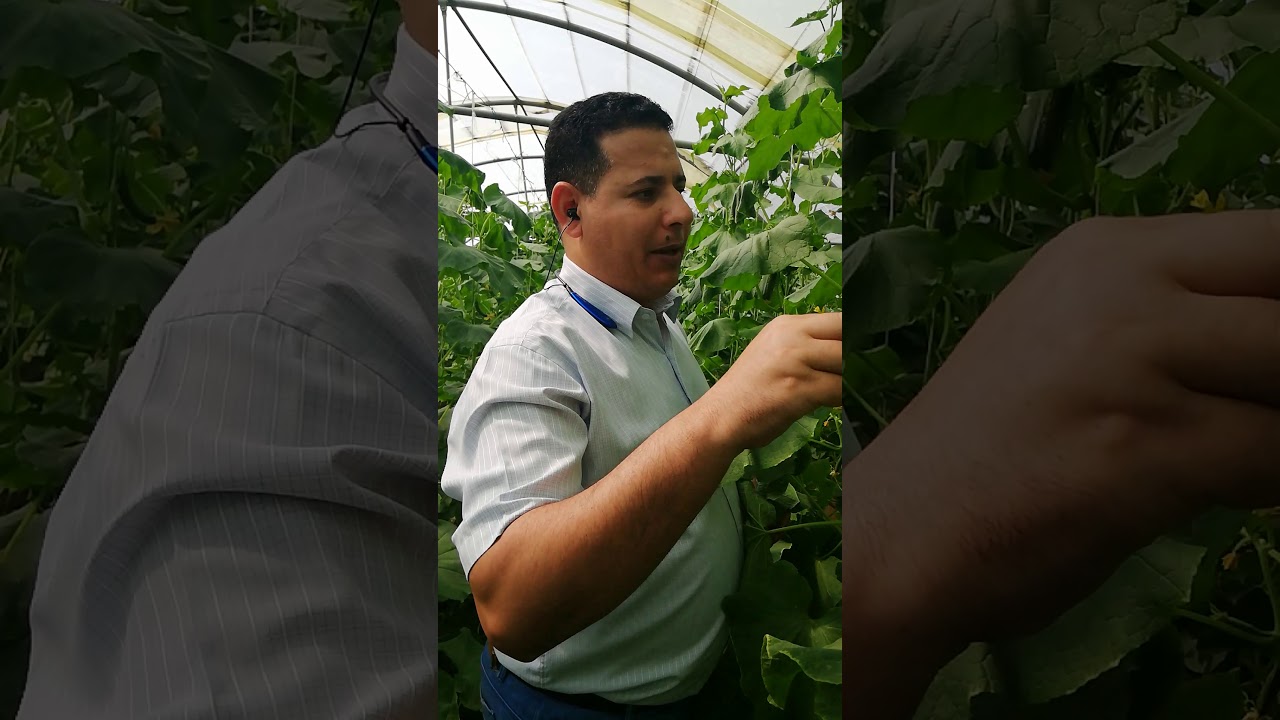 التنفيل في الخيار أسبابه وطرق العلاج للمهندس /سالم أبو ختال