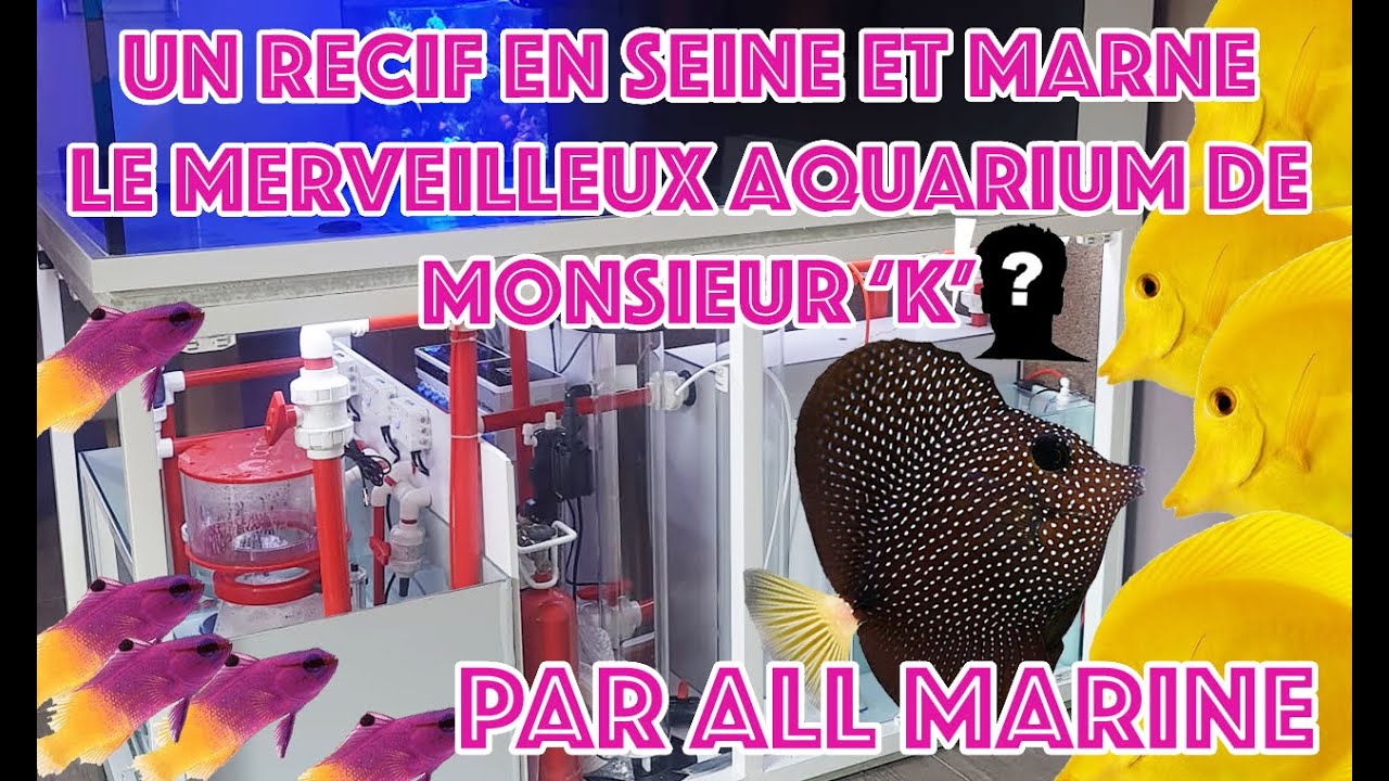 Je vais voir vos récifs : l aquarium de monsieur « k »