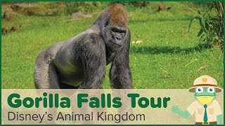 Gorilla Falls Exploration Trail 4K Tour | Animals of Disney’s Animal Kingdom