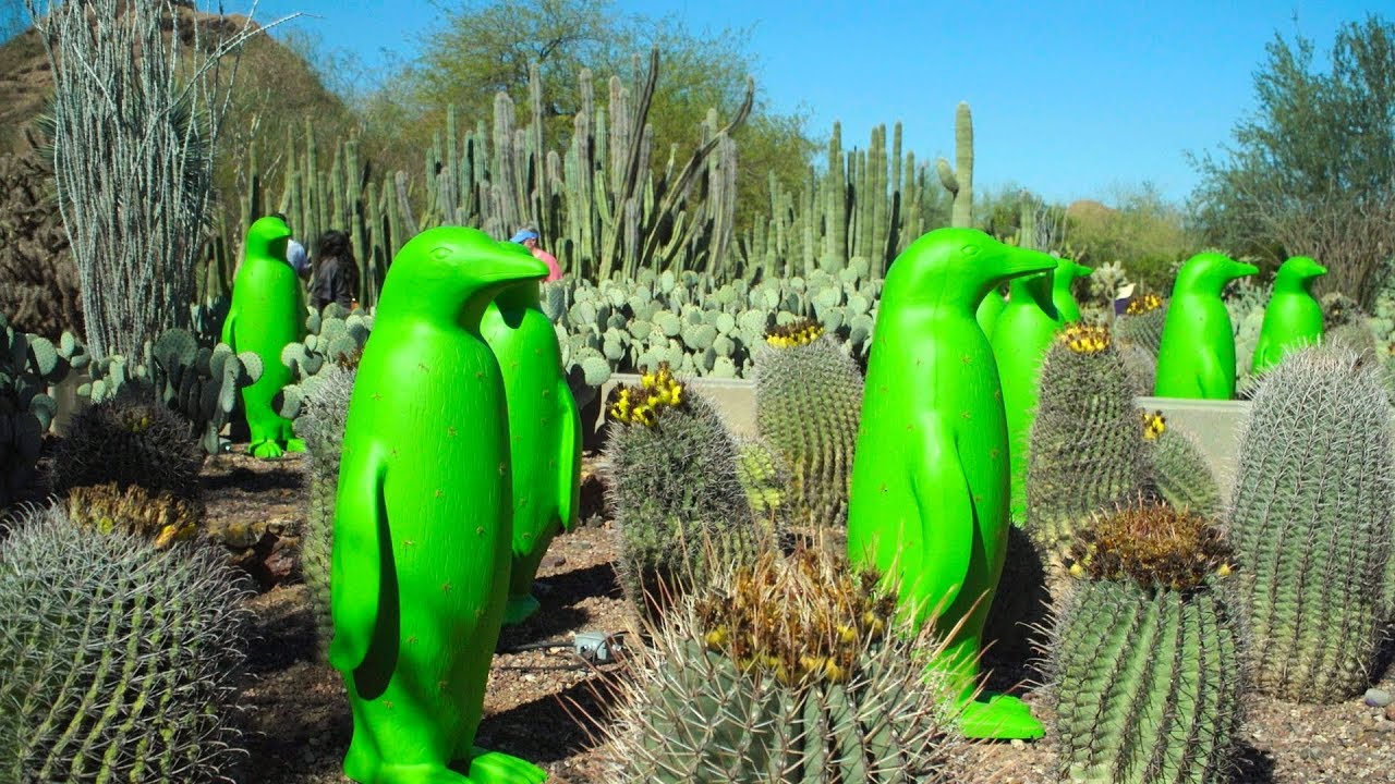 Desert Botanical Garden Phoenix Events Fasci Garden