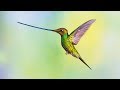 Le colibri portepe a du panache  zapping sauvage