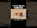 陸上捕食者の頂点 本編はこちら↑ #解説 #生物 #動物