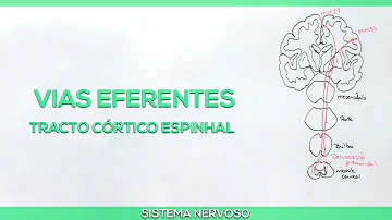 Qual o conceito de tracto?