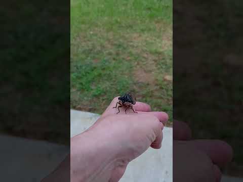 Saving a cicada