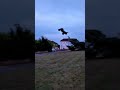 Corally Syncro Hitting the Jump and catching air. #rc #rccar #rcjump  #rchobbies #rccars