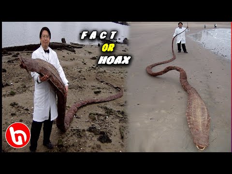 Video: Misteri Naga Laut Cina - Pandangan Alternatif